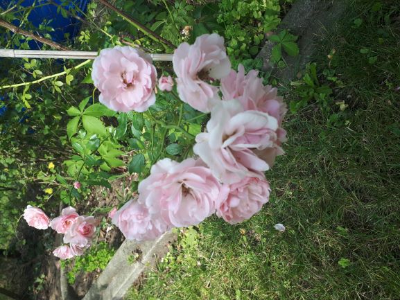 Bild Rose im Garten
